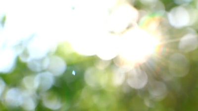自然公园的背景变得模糊，绿树成荫，夏季树木绽放，阳光普照，希望的景象。