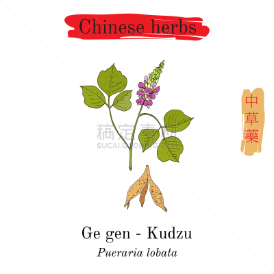 葛根,野葛,草药,蒙大拿州,生物学,亚洲,有机食品,自然