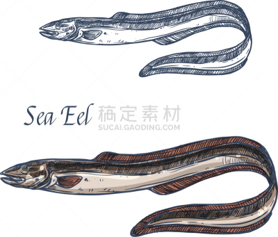 分离着色,海洋,草图,咸水鳗,鱼肉,自然,海产,渔业,清新,食品