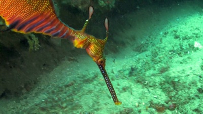 seadragon  
