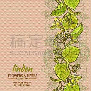 欧锻树,背景,白色,自然,健康保健,草本,图像,花朵,植物群,枝