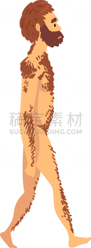 生物学,舞台,雄性动物,穴居人,人,男人,人属,理想化的,进化,改变