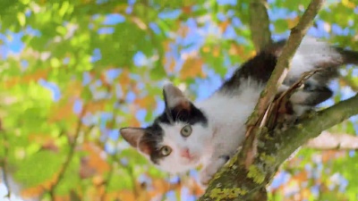 小猫在户外玩耍