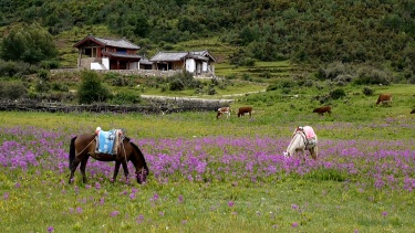 一群在草地上吃草的农场动物