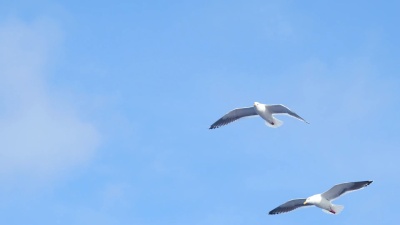 海鸥群飞翔