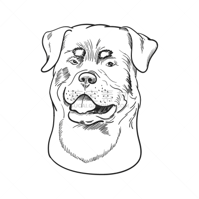 罗威纳犬,分离着色,似人脸,白色背景,可爱的,纯种犬,肖像,狗,动物,品牌名称