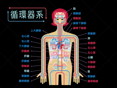 简单,心血管系统,绘画插图,日本,黑色背景,部分,品牌名称,图表,主动脉,人类肺脏