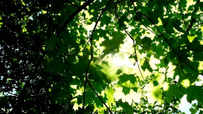 阳光穿过森林中的树叶，太阳光在枫叶之间照射，慢动作