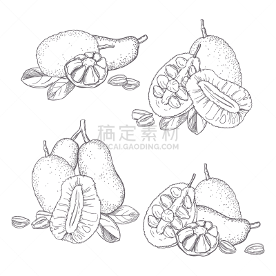 菠萝蜜,绘画插图,矢量,草图,面包果,动物手,清新,自然界的状态,泰国食品,背景分离