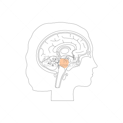 绘画插图,脑桥,矢量,分离着色,生物学,有序,健康保健,侧面,半球体,背景分离