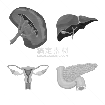 人,品牌名称,人类的生殖器官,卵巢,胆囊,内分泌系统,主动脉,布置