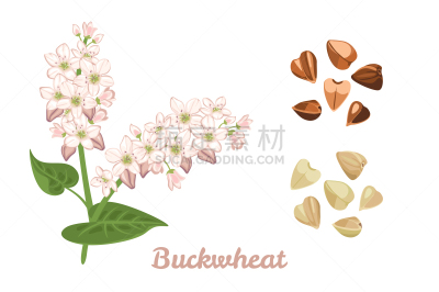 绘画插图,卡通,花朵,枝,谷类,荞麦,矢量,绿色,白色背景,油炸