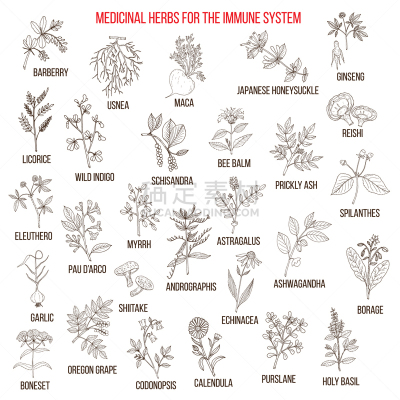 草药,生物学,健康保健,甘草糖,药,玛咖,黄芪,Corn Marigold,罗勒