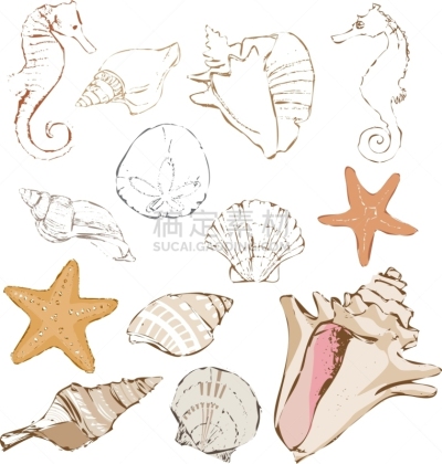 贝壳,分离着色,自然,华丽的,野生动物,图像,海洋,海星,海马,沙钱