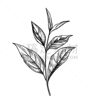 草图,枝,动物手,绿茶,茶叶,饮料,传统,素食,菜单,绘制