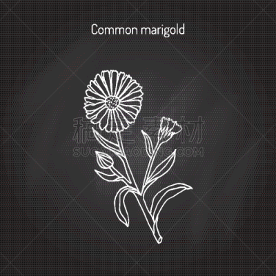 草药,金盏花,华丽的,健康保健,清新,芦笋,Corn Marigold,植物群,自然美,花