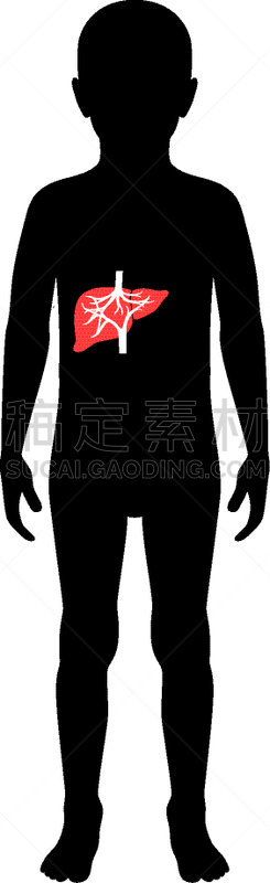 分离着色,肝脏,生物学,健康保健,新陈代谢,胆汁,肝炎,品牌名称,儿童,剪影