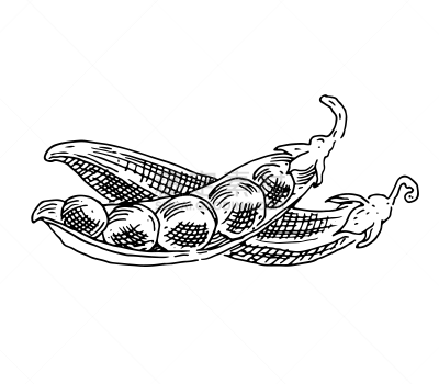 豌豆,绘画插图,黑白图片,数码图形,豌豆荚,白色,自然,背景分离,一模一样,图像