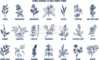 草本,肾结石,生物学,自然,甘草糖,环境,图像,秋麒麟草属,锦葵属,生病