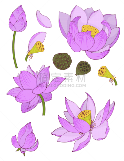 lotus