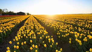 荷兰美丽的春天日落时分，田野里的黄色郁金香。