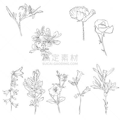 分离着色,草本,环境,直的,图像,花朵,植物群,绘制,花,装饰