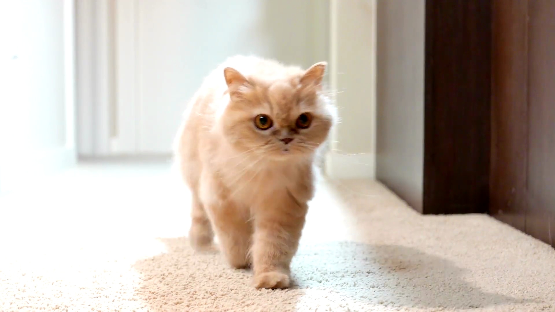 猫在摄像机前行走的慢动作