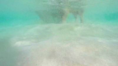 梅尔凯岛的游泳猪