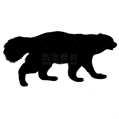 狼獾,白色背景,野生动物,肖像,哺乳纲,动物,品牌名称,犬科的,动物头,吉祥物