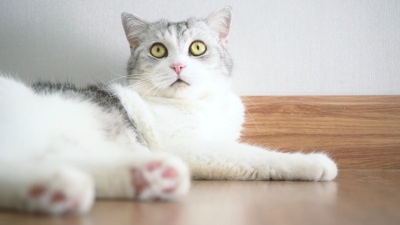 猫咪可爱，猫咪清洁
