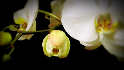白兰花延时