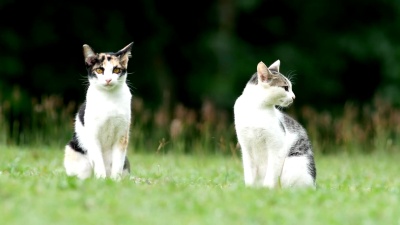 院子里可爱的猫。