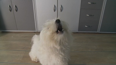   Coton de Tulear Dog Catching Barking