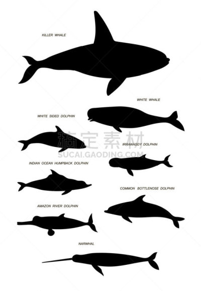图像,绘画插图,矢量,水栖哺乳动物,黑色,文字,海洋生命,垂直画幅,剪影,收集