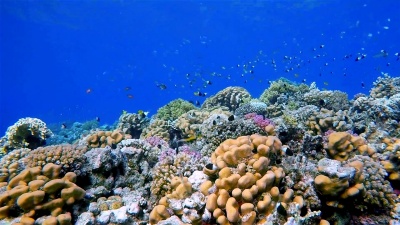 珊瑚礁上有大量小鱼/红海的海底生物