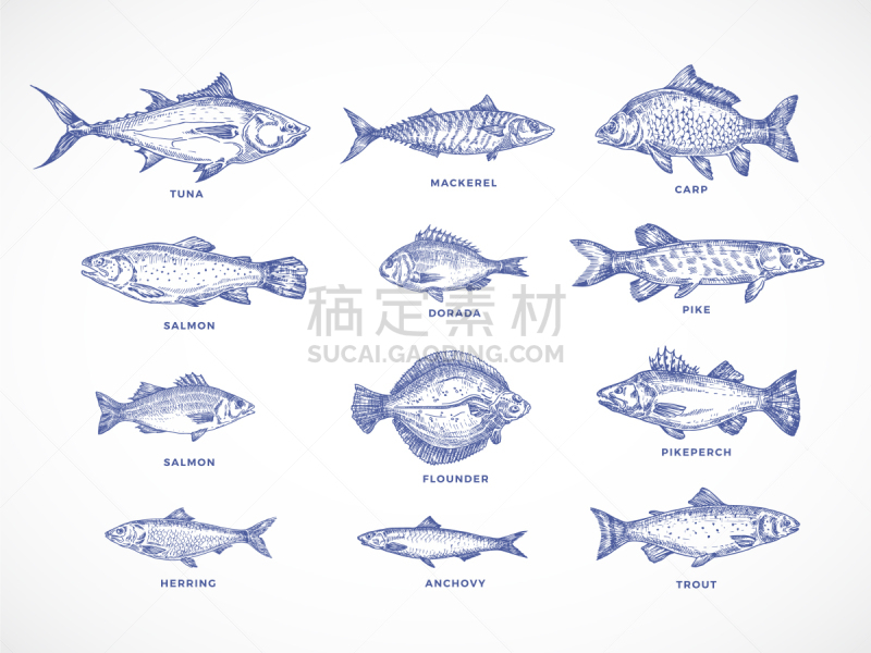 河流,鱼类,海洋,动物手,湖,鲔鱼,矢量,插画,绘制,布置