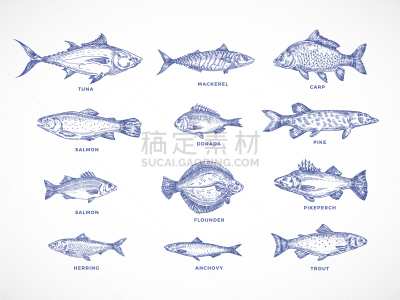 河流,鱼类,海洋,动物手,湖,鲔鱼,矢量,插画,绘制,布置