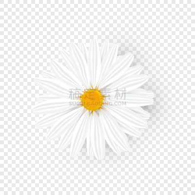 黄色,雏菊,甘菊,分离着色,请柬,模板,阴影,植物,夏天,绘画插图