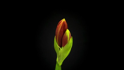 百合花