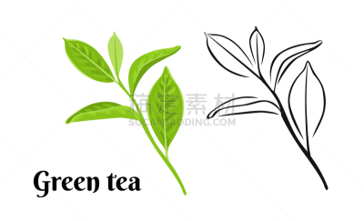 茶叶,绿茶,清新,图标,植物,绘画插图,卡通,扁平化设计,轮廓,枝