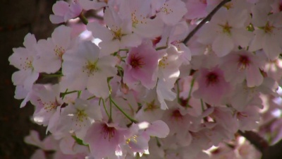 春花