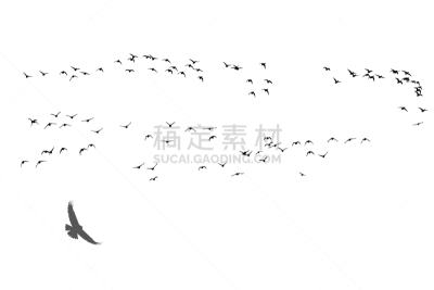 鸟类,图像,矢量,白色背景,背景分离,自由,野生动物,翅膀,老鹰,动物群