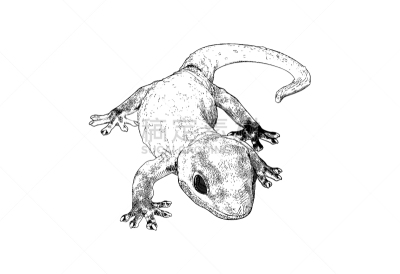 房屋,壁虎,绘画插图,雕刻图像,分离着色,白色,怪异,背景分离,热带气候,泰国