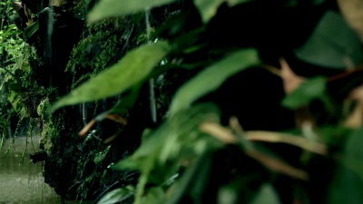 森林中的热带雨