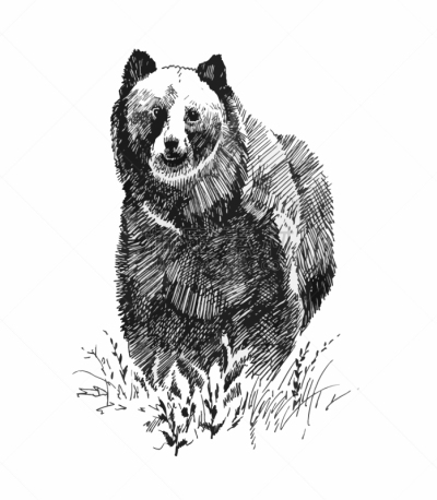 棕熊,草图,动物手,分离着色,白色,自然,动物园,野生动物,绘制