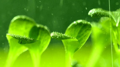 湿芽。