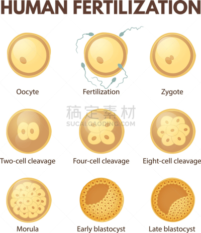 人造的,微生物学,健康保健,人,图像,染色体,人工授精,枝繁叶茂,隆胸手术