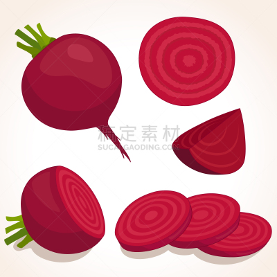 普通甜菜根,绘画插图,红色,矢量,农业,蔬菜,横截面,部分,清新,自然界的状态