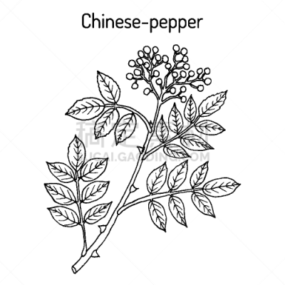 花椒属,荆棘,胡椒,灰树,Simulans,生物学,自然,健康保健,季节