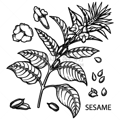 芝麻,插画,叶子,农业,生物学,传统,香料,食品,植物,花